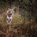 Wild-Escape-Gallery-4-150x150 Wild Escapes A Guided Photo Tour to Bandhavgarh and Kanha
