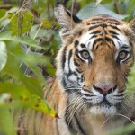 Wild-Escape-Gallery-6-150x150 Wild Escapes A Guided Photo Tour to Bandhavgarh and Kanha